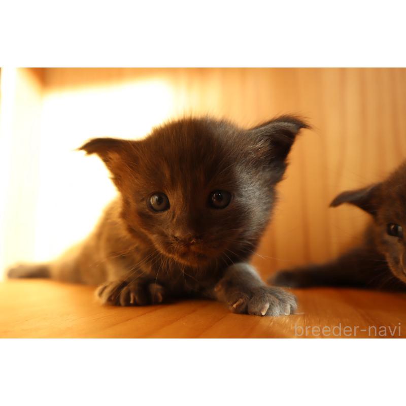 販売中の東京都のオリエンタルショートヘア-130994の6枚目