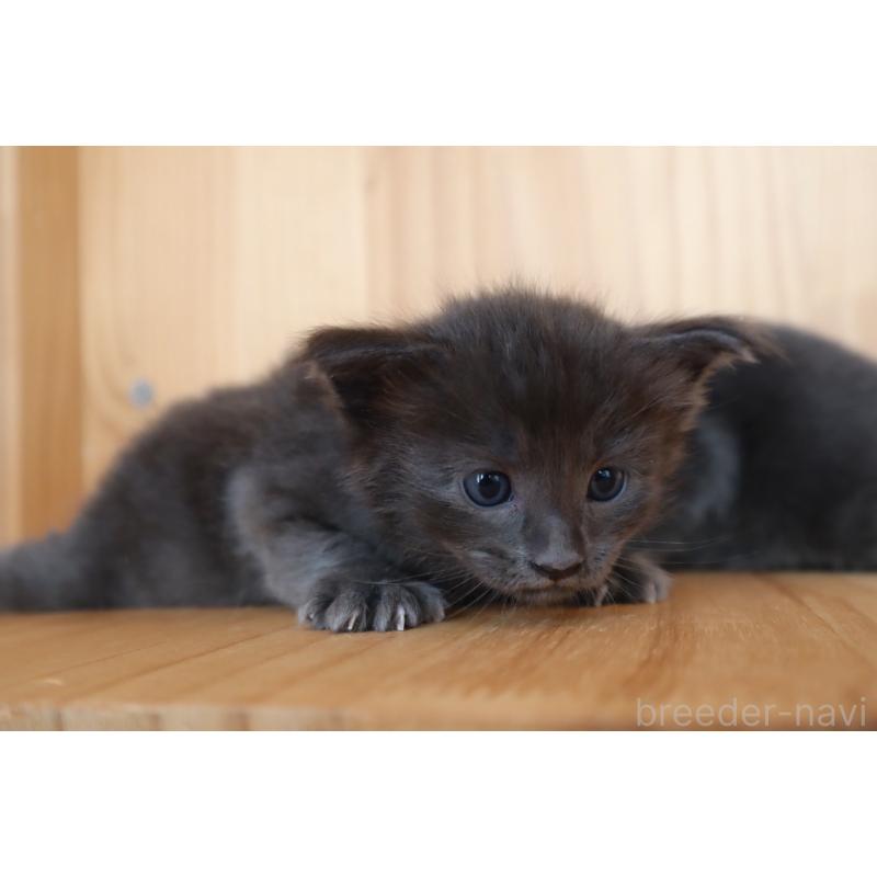 販売中の東京都のオリエンタルショートヘア-130994の5枚目