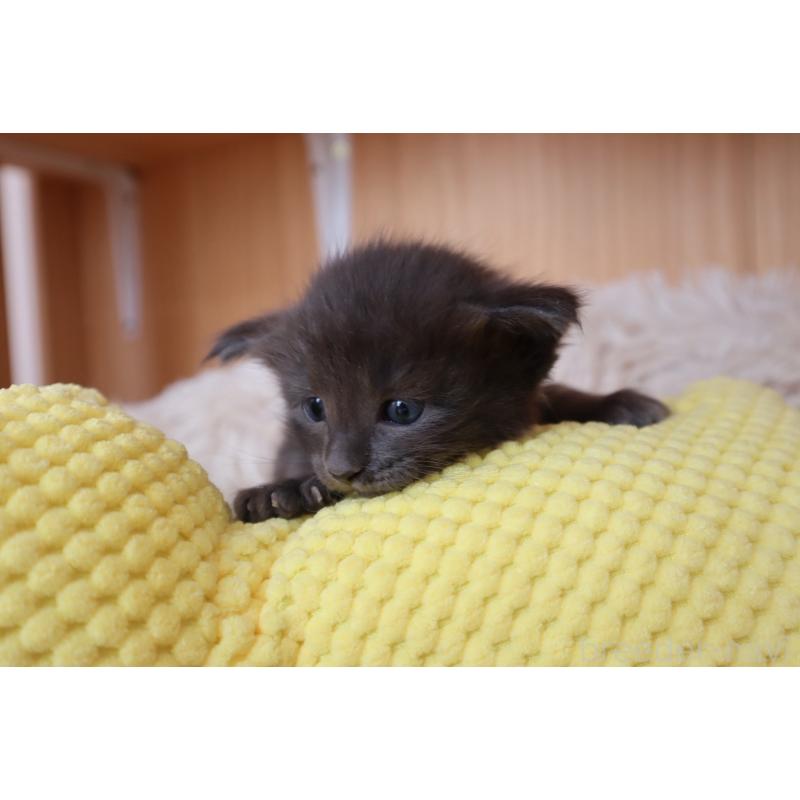 販売中の東京都のオリエンタルショートヘア-130994の4枚目