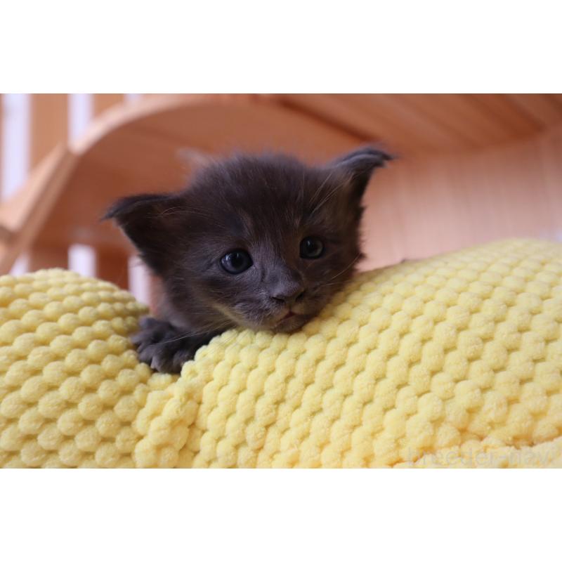 販売中の東京都のオリエンタルショートヘア-130994の3枚目