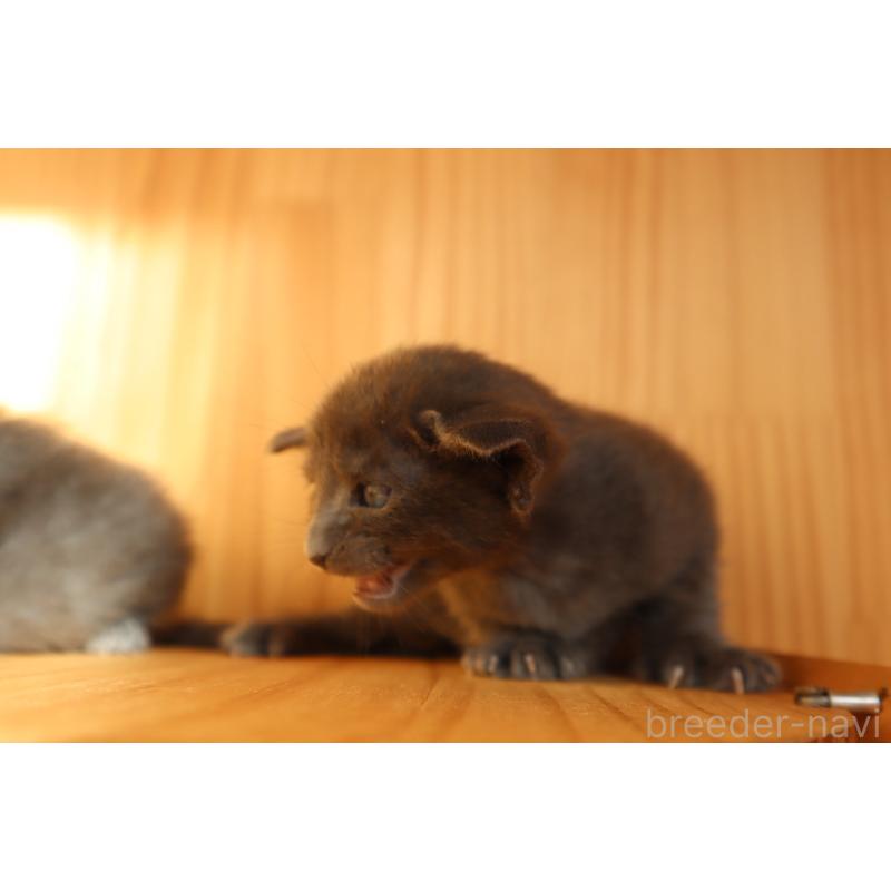 販売中の東京都のオリエンタルショートヘア-130994の2枚目