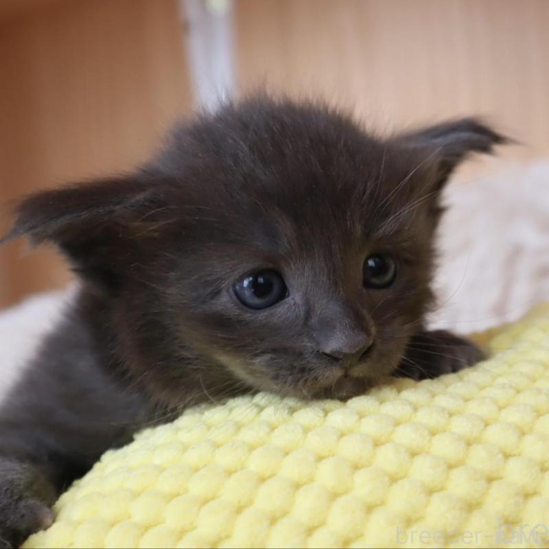 販売中ののオリエンタルショートヘア-130994