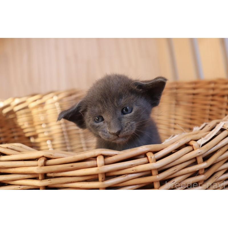 販売中の東京都のオリエンタルショートヘア-130995の6枚目