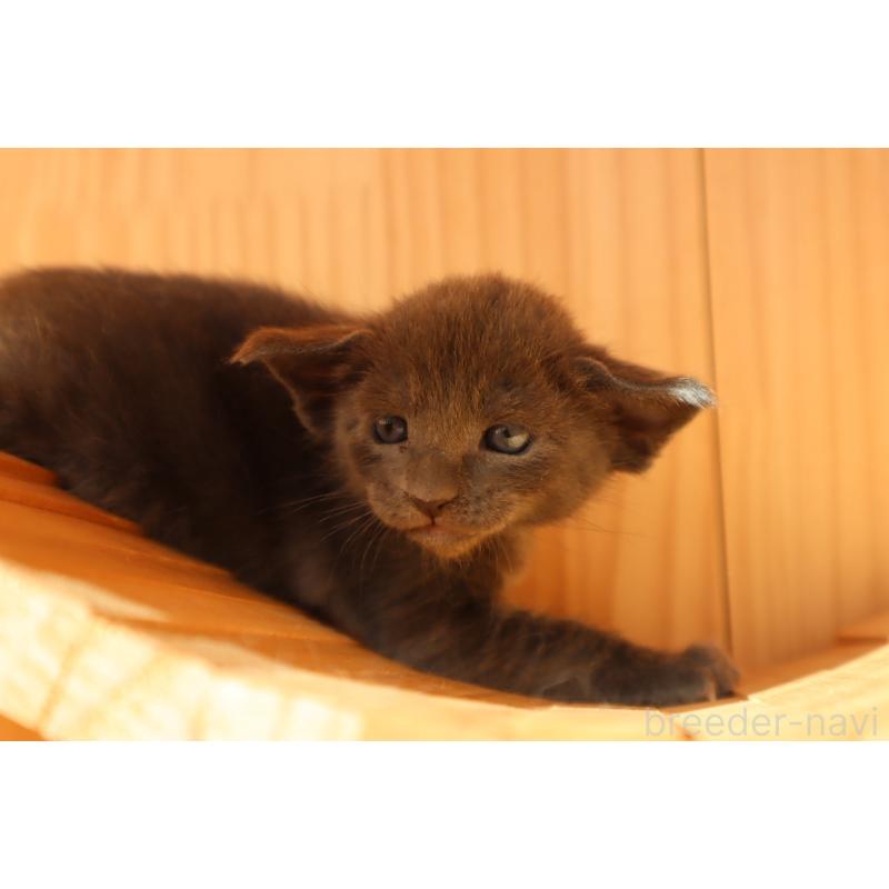 販売中の東京都のオリエンタルショートヘア-130995の5枚目