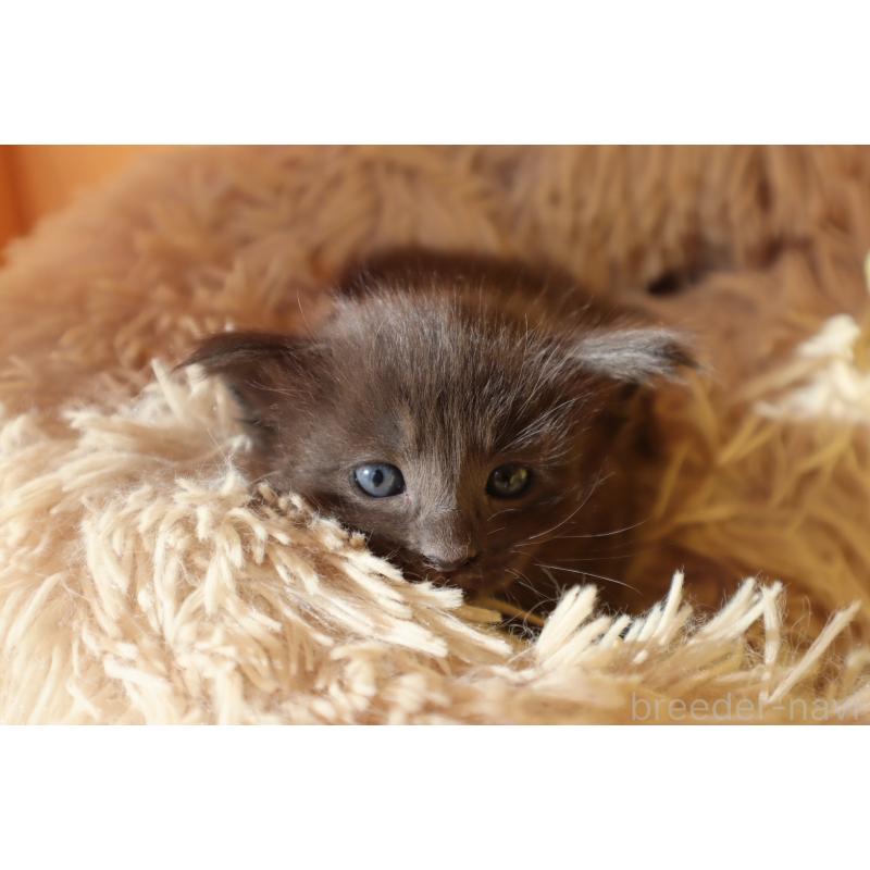 販売中の東京都のオリエンタルショートヘア-130995の4枚目