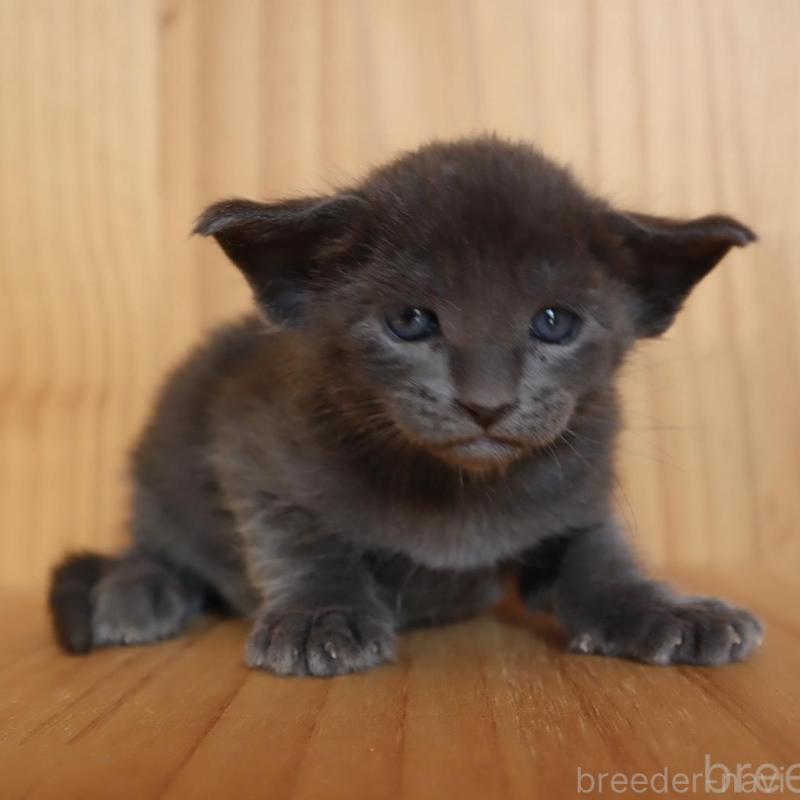 販売中の東京都のオリエンタルショートヘア-130995の1枚目