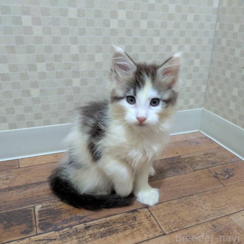 販売中の神奈川県のメインクーン-130996の5枚目