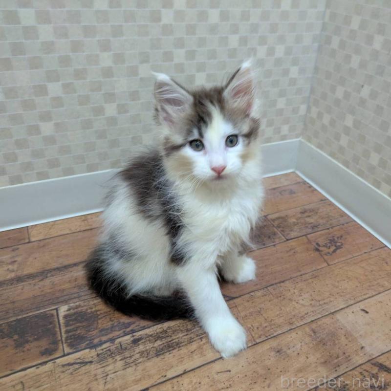 販売中の神奈川県のメインクーン-130996の2枚目