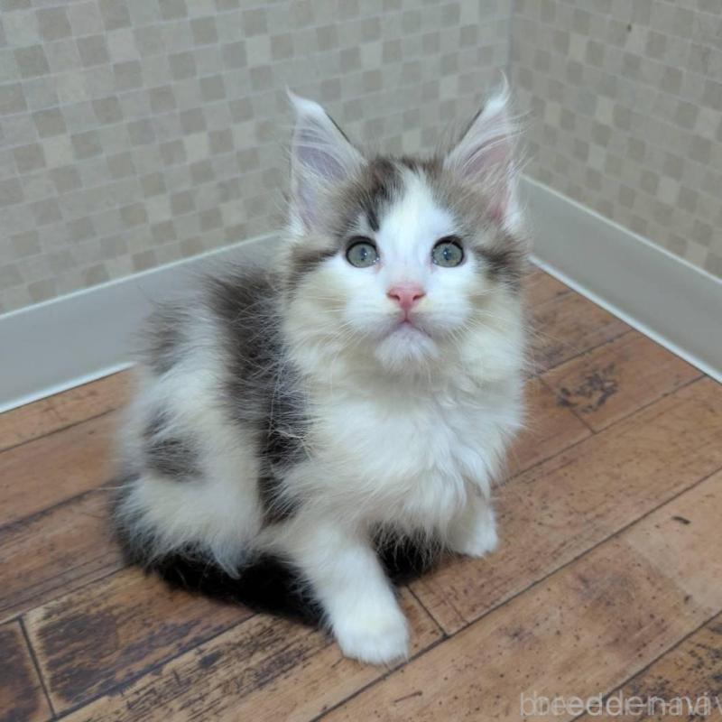 販売中の神奈川県のメインクーン-130996