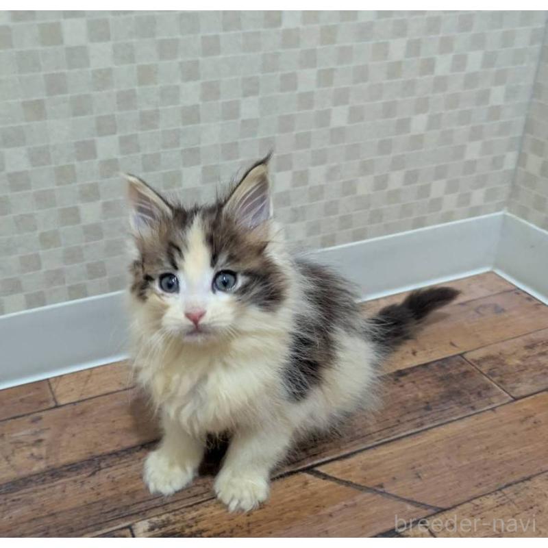 販売中の神奈川県のメインクーン-130997の4枚目