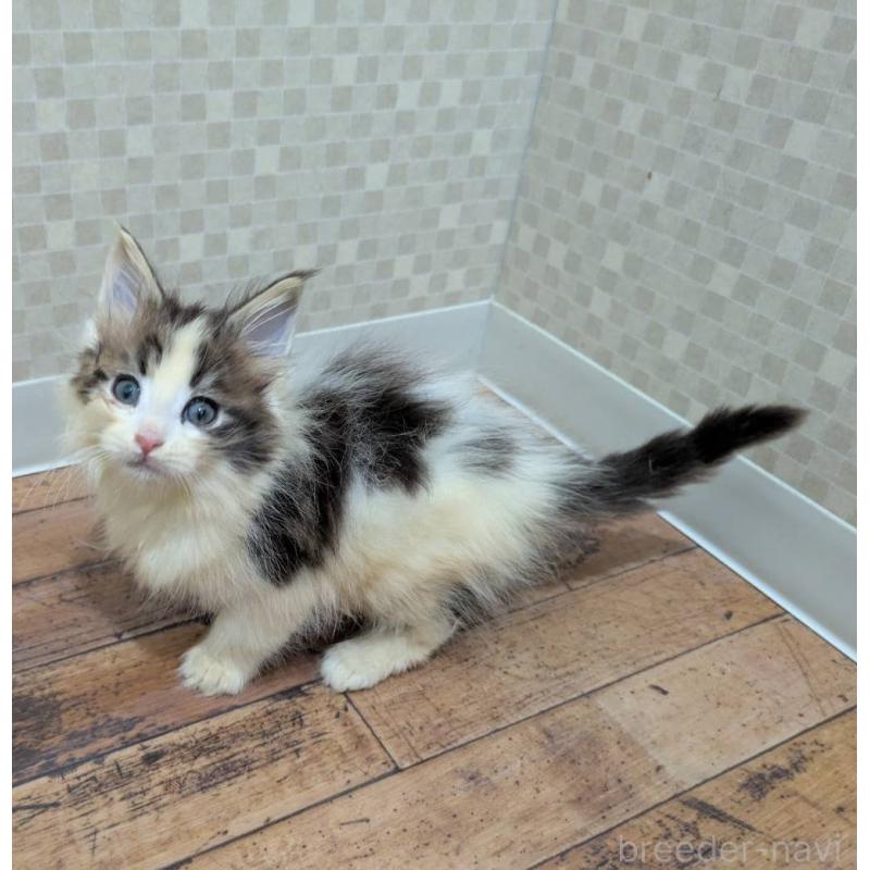 販売中の神奈川県のメインクーン-130997の3枚目