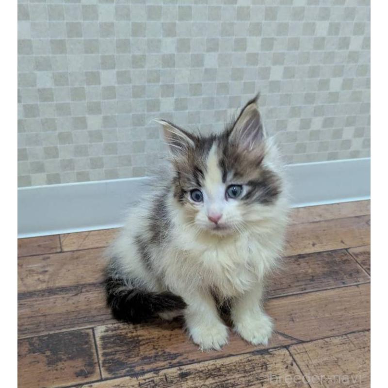 販売中の神奈川県のメインクーン-130997の2枚目