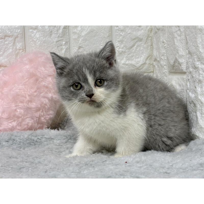 販売中の大阪府のブリティッシュショートヘア-130998の8枚目