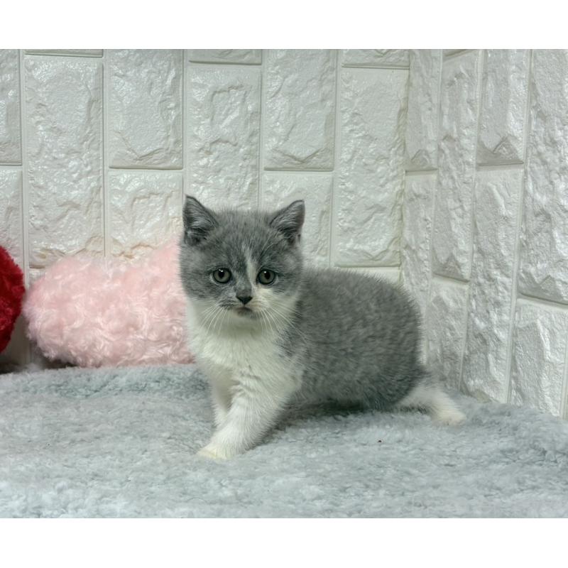 販売中の大阪府のブリティッシュショートヘア-130998の7枚目