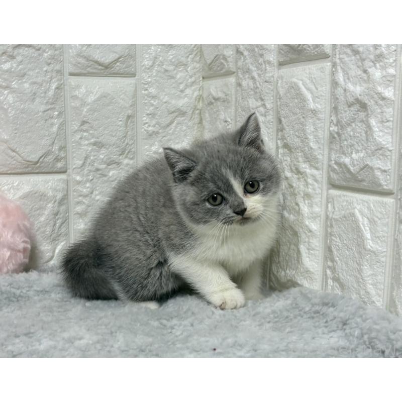 販売中の大阪府のブリティッシュショートヘア-130998の6枚目