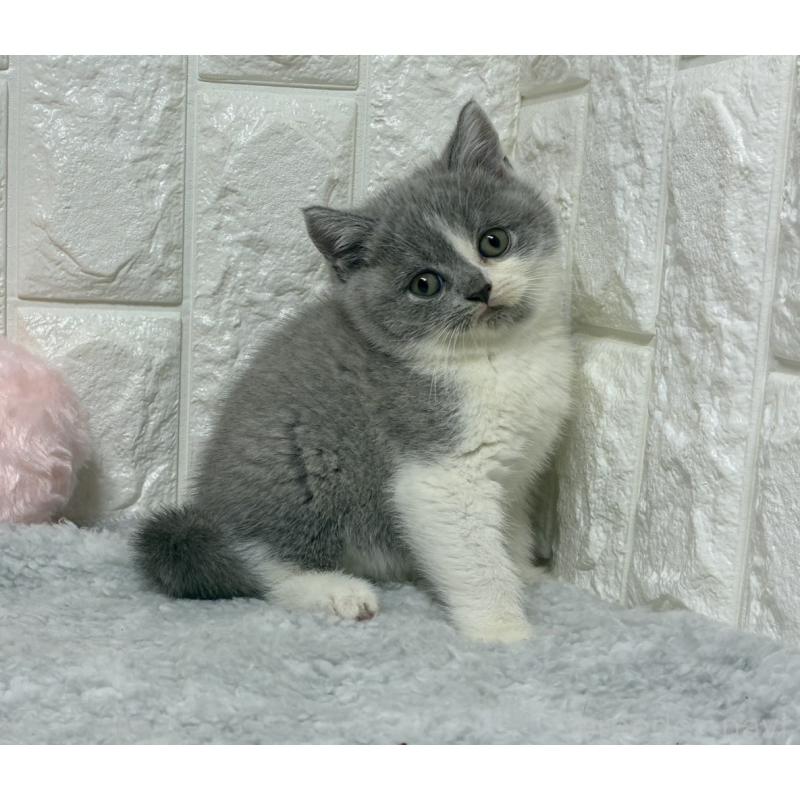 販売中の大阪府のブリティッシュショートヘア-130998の5枚目