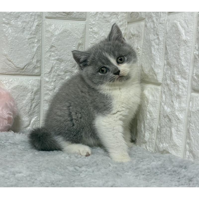 販売中の大阪府のブリティッシュショートヘア-130998の4枚目