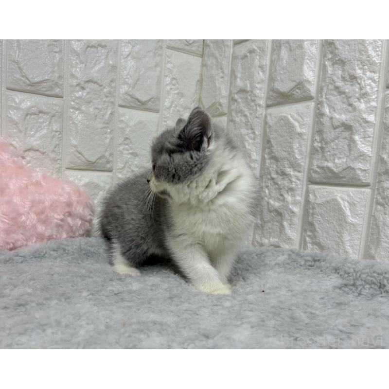 販売中の大阪府のブリティッシュショートヘア-130998の3枚目