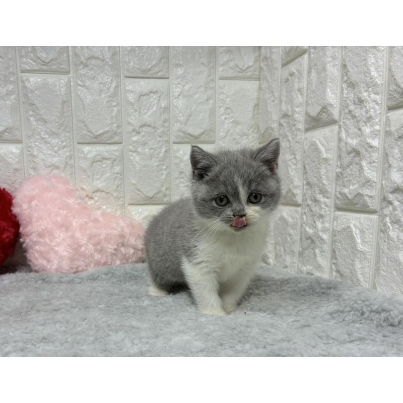 販売中の大阪府のブリティッシュショートヘア-130998の2枚目