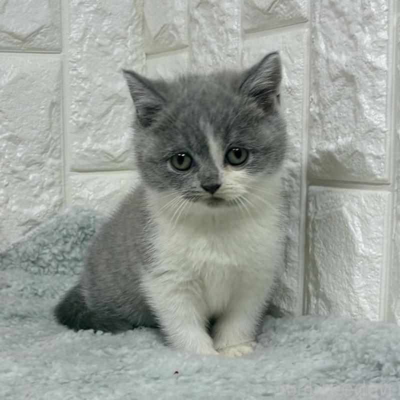 販売中の大阪府のブリティッシュショートヘア-130998の1枚目