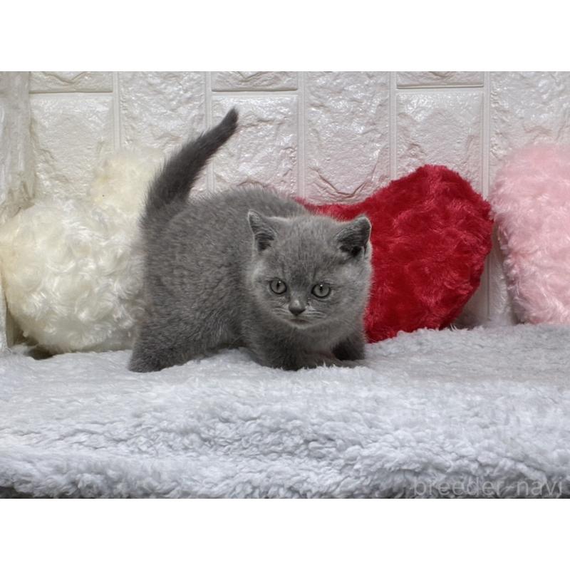 販売中の大阪府のブリティッシュショートヘア-130999の7枚目