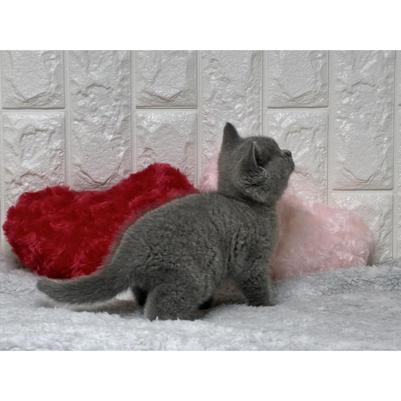 販売中の大阪府のブリティッシュショートヘア-130999の3枚目