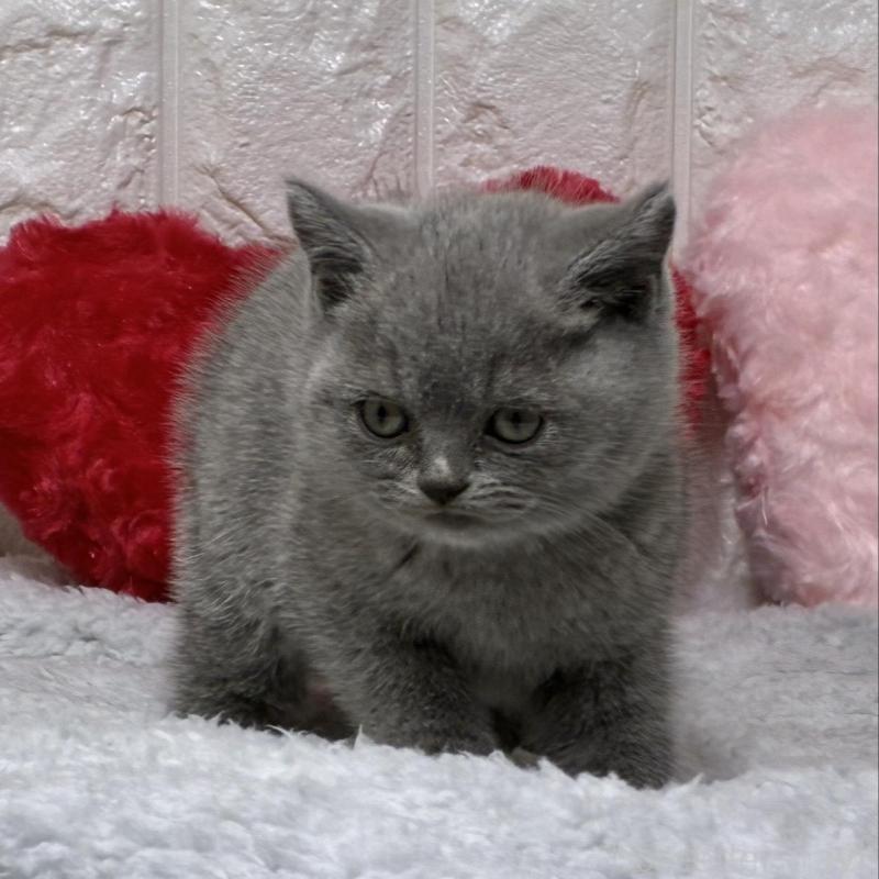 販売中の大阪府のブリティッシュショートヘア-130999