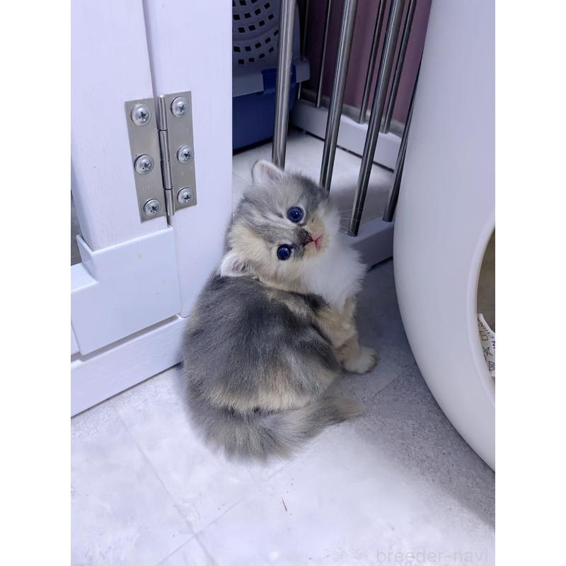 販売中の福岡県のマンチカン-131000の3枚目