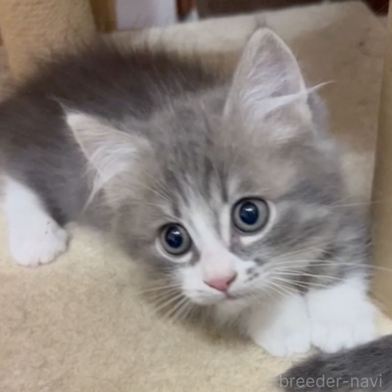 販売中の埼玉県のマンチカン(短足)-131001