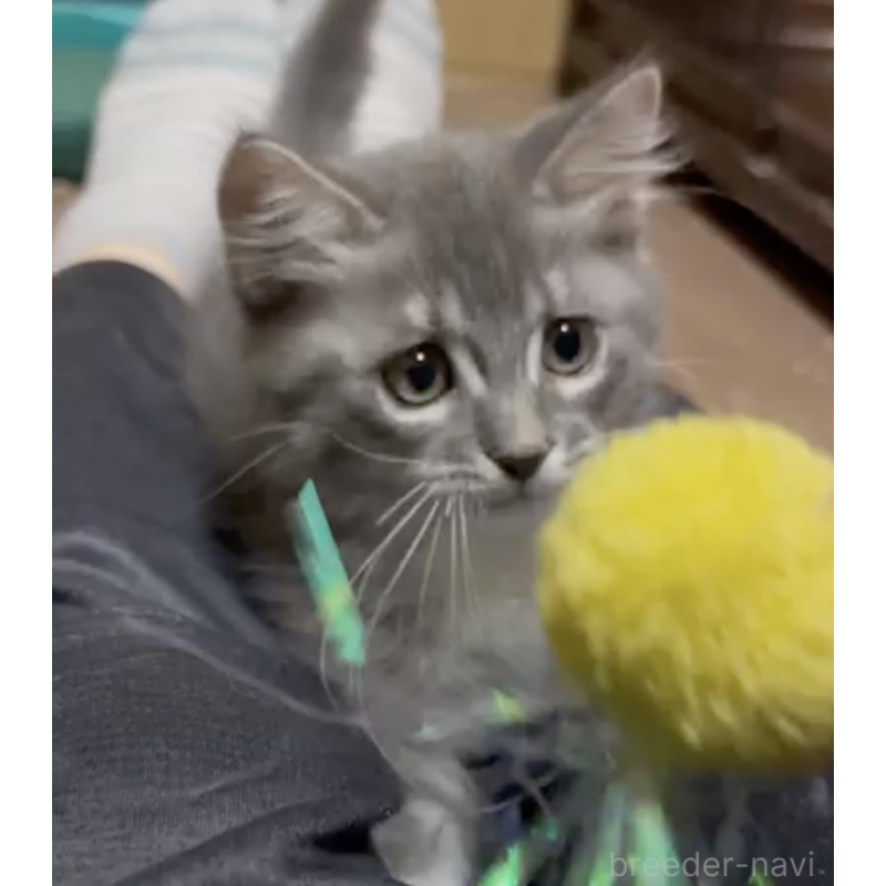 販売中の埼玉県のマンチカン(短足)-131002の4枚目