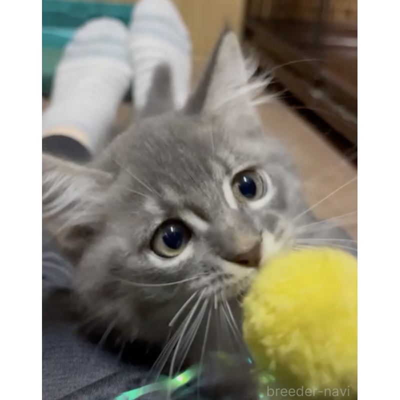 販売中の埼玉県のマンチカン(短足)-131002の3枚目