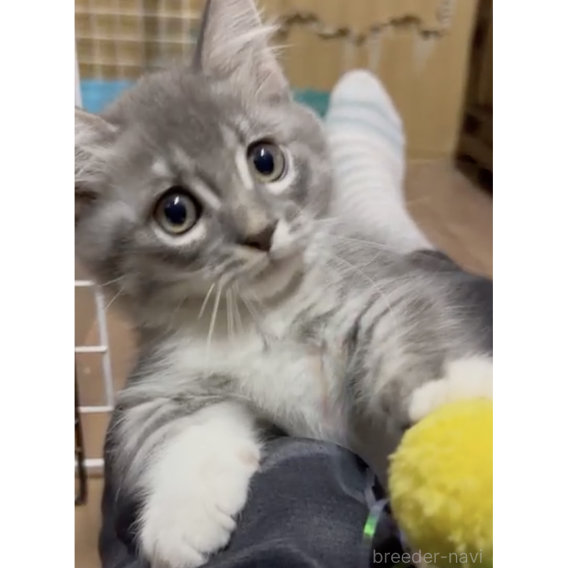 販売中の埼玉県のマンチカン(短足)-131002の2枚目