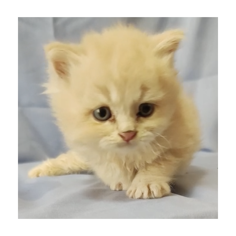 販売中の三重県のスコティッシュフォールド-131003の3枚目