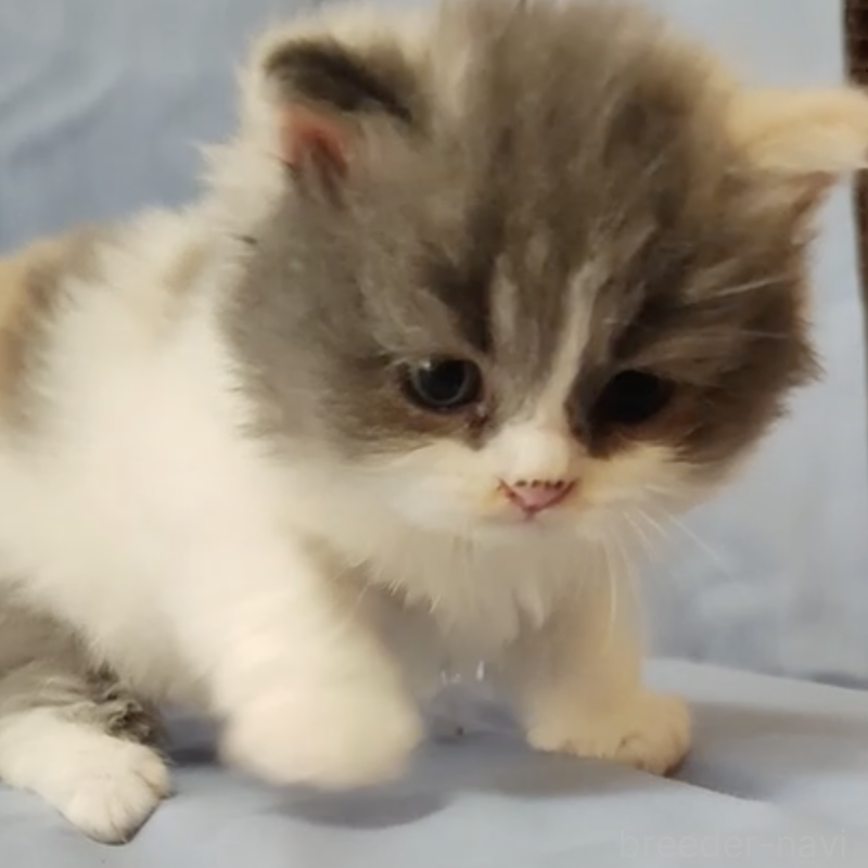 販売中の三重県のスコティッシュフォールド-131004の1枚目