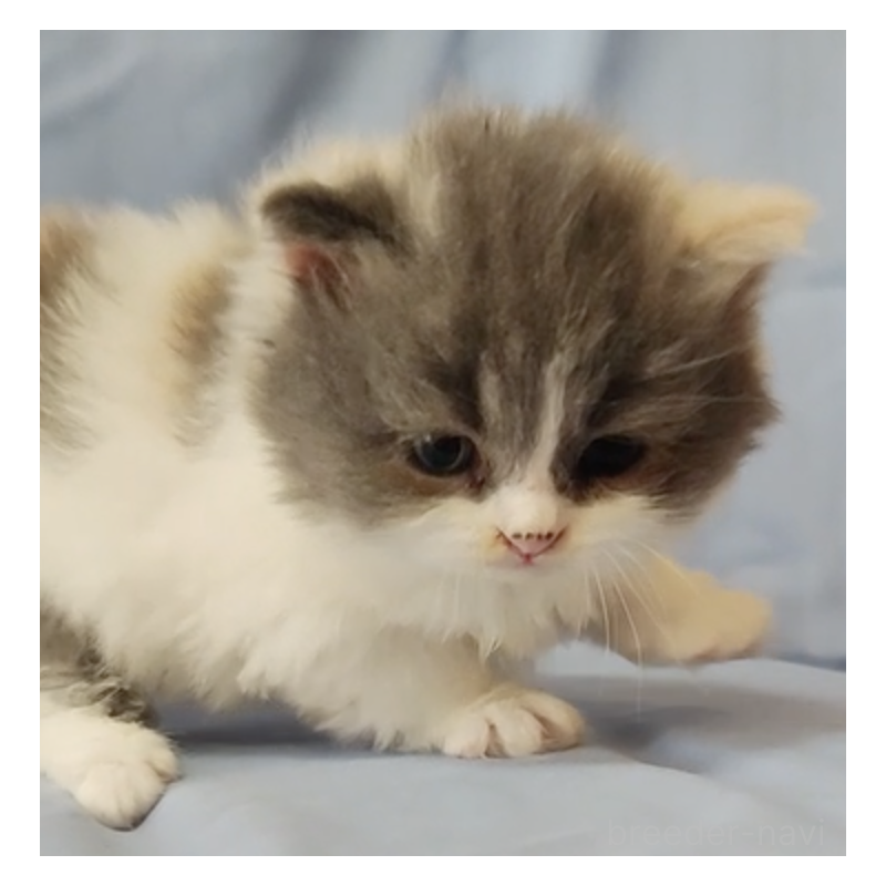 販売中の三重県のスコティッシュフォールド-131004の2枚目