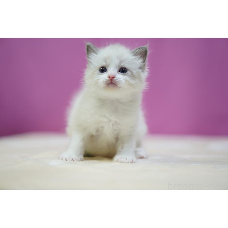 販売中の埼玉県のラグドール-131005の5枚目