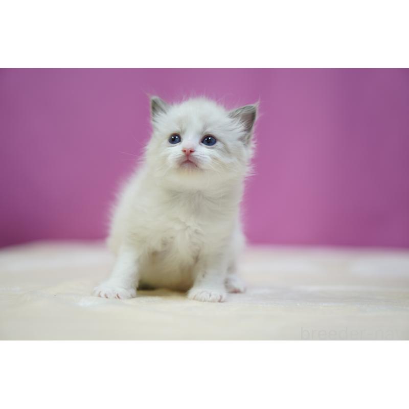 販売中の埼玉県のラグドール-131005の4枚目