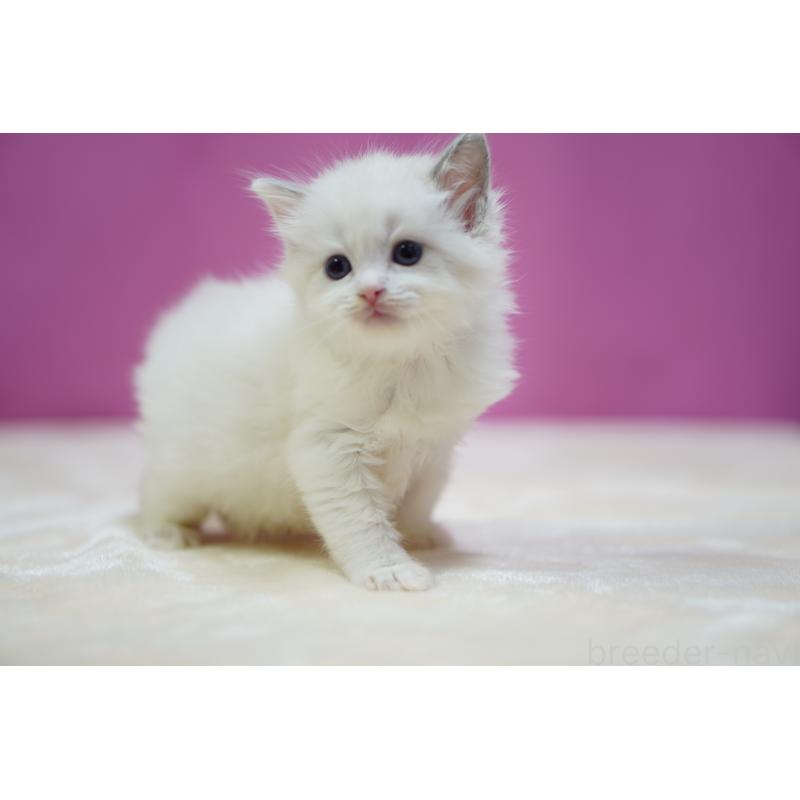 販売中の埼玉県のラグドール-131006の3枚目