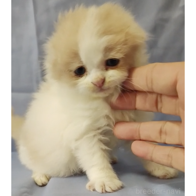 販売中の三重県のスコティッシュフォールド(折れ耳)-131007の3枚目