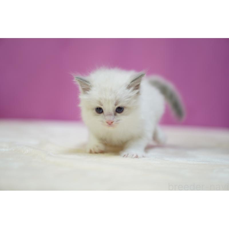 販売中の埼玉県のラグドール-131008の5枚目