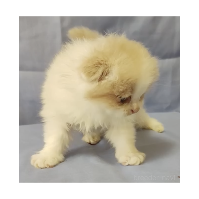 販売中の三重県のスコティッシュフォールド(折れ耳)-131007の2枚目