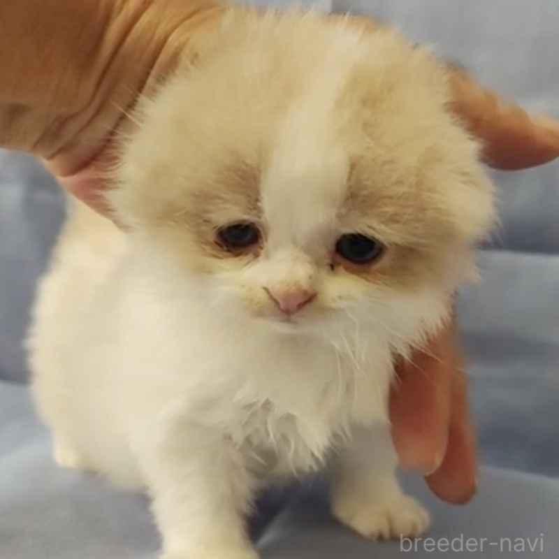 販売中の三重県のスコティッシュフォールド(折れ耳)-131007