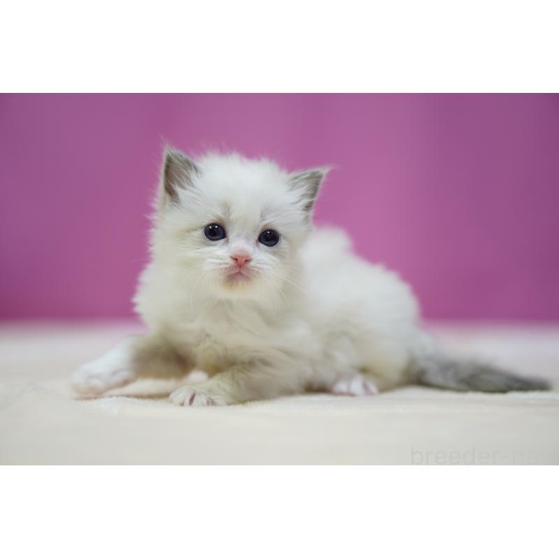 販売中の埼玉県のラグドール-131010の5枚目