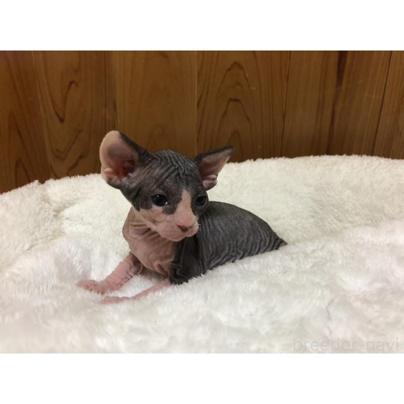 販売中の岐阜県のスフィンクス-131012の8枚目