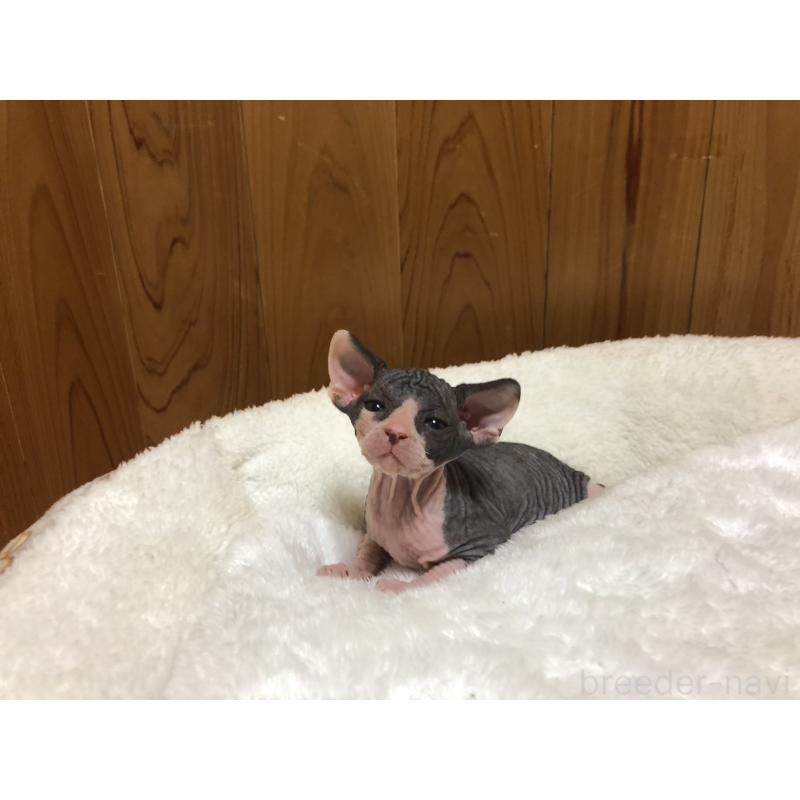 販売中の岐阜県のスフィンクス-131012の6枚目