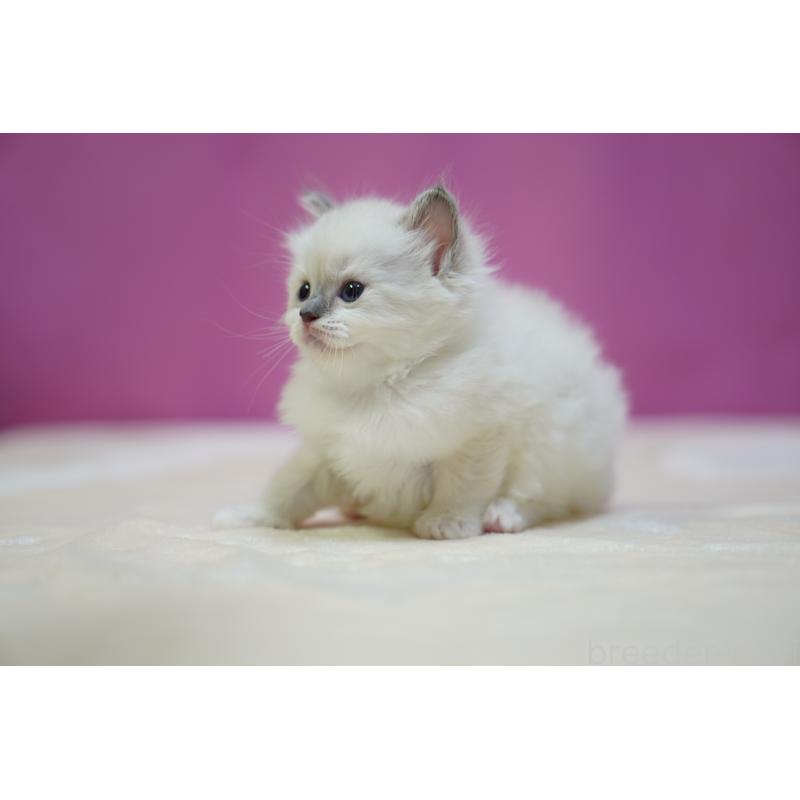 販売中の埼玉県のラグドール-131011の5枚目