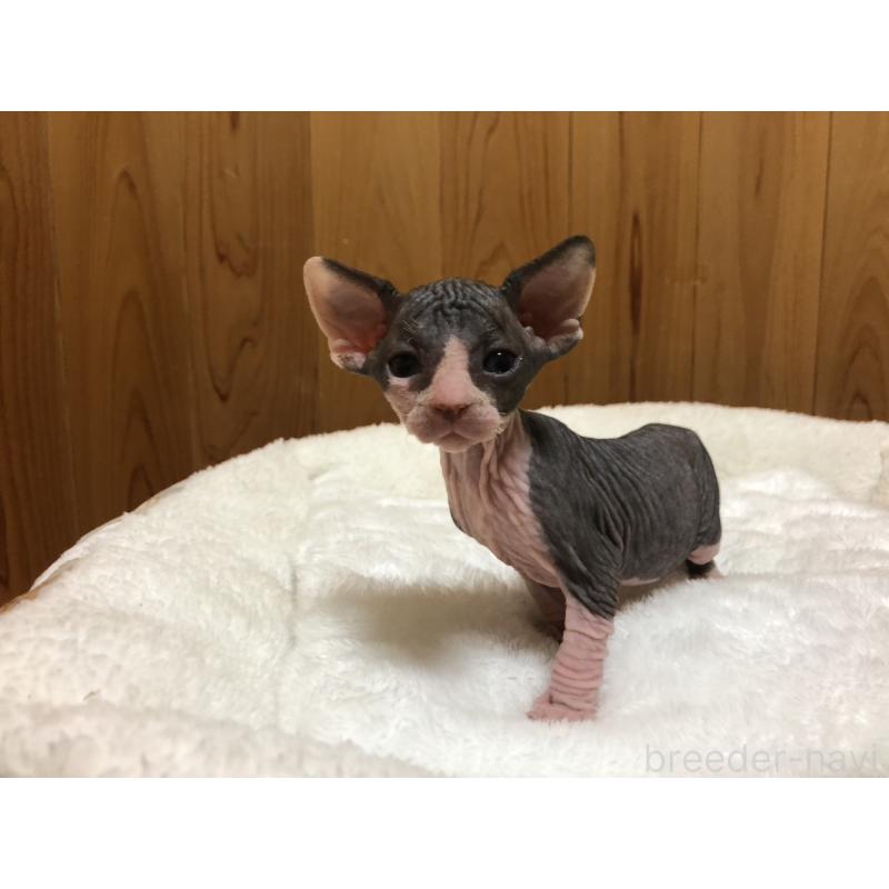 販売中の岐阜県のスフィンクス-131012の4枚目