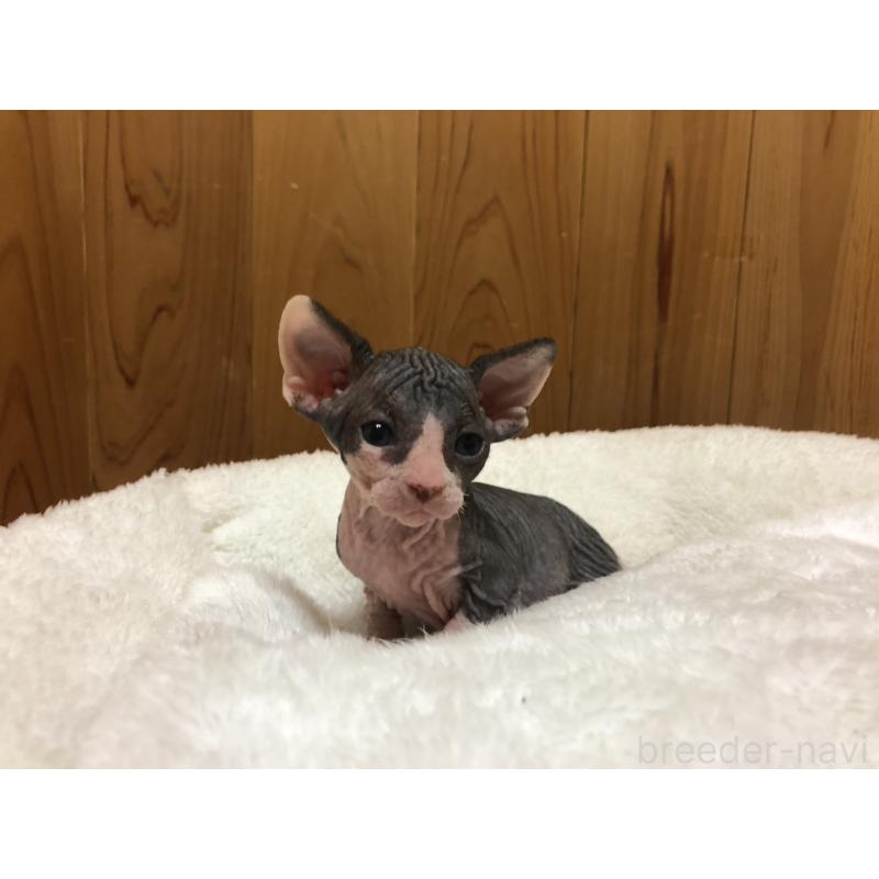 販売中の岐阜県のスフィンクス-131012の3枚目