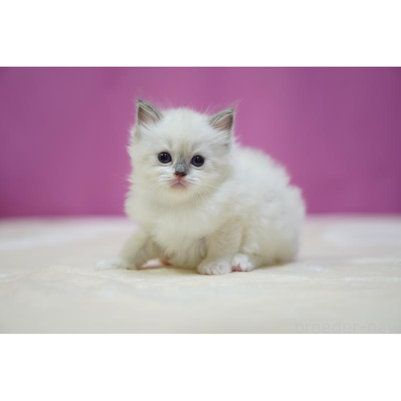 販売中の埼玉県のラグドール-131011の4枚目