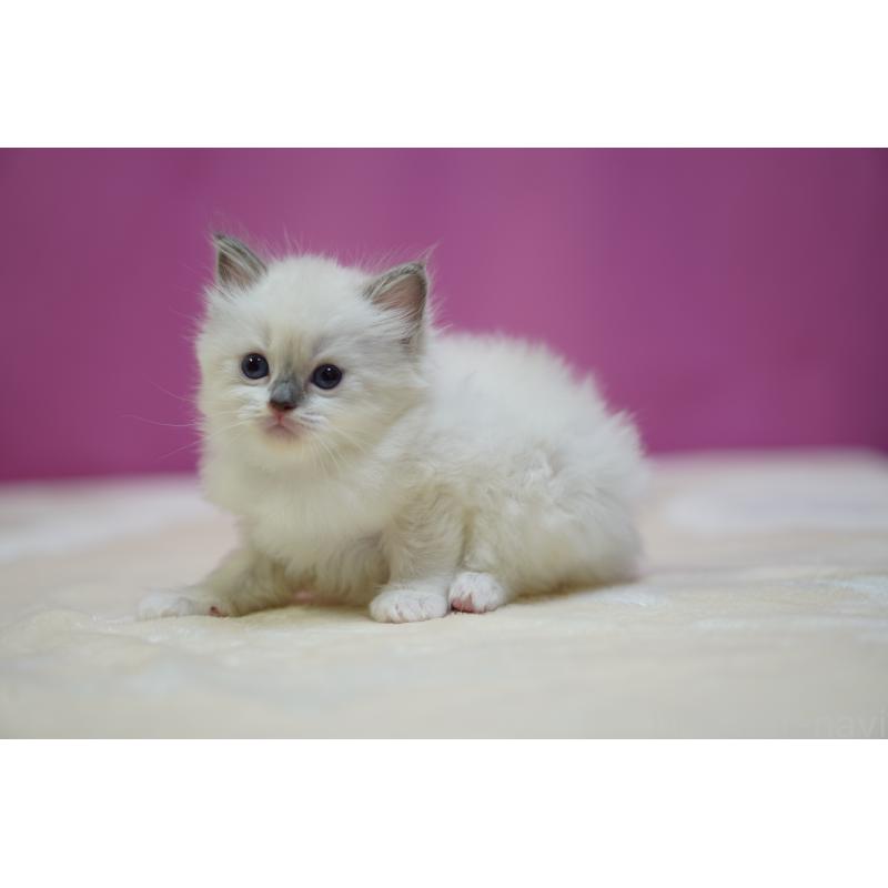 販売中の埼玉県のラグドール-131011の3枚目